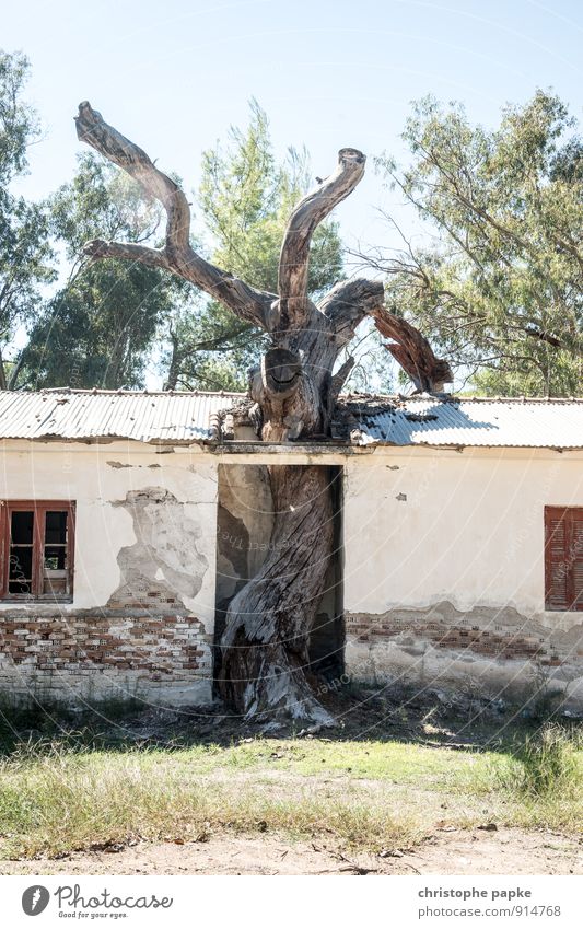 Das geht durch die Decke! Umwelt Pflanze Sommer Baum Menschenleer Haus Hütte Ruine Gebäude Wachstum außergewöhnlich historisch bizarr Umweltverschmutzung