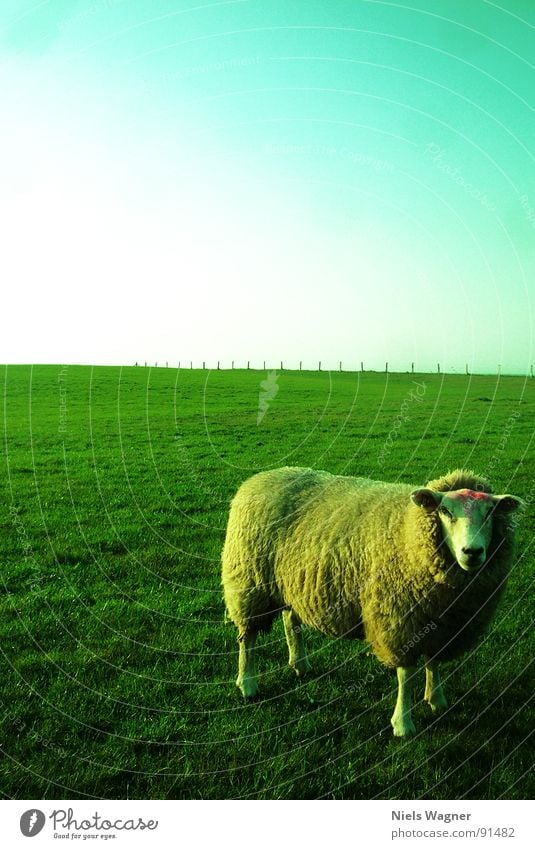 Bitte Lächeln Schaf grün Licht Meer Feld Wiese Wolle Tier Zaun Wolken Wollpullover Sonne Hügel Deich Biotop Naturschutzgebiet Ostsee Fuß Körperhaltung Schatten