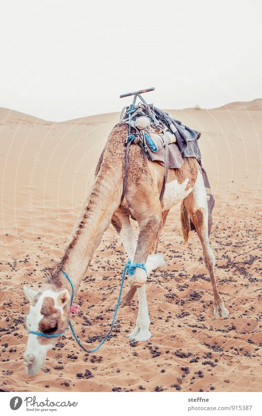 Dromedar Sonnenaufgang Sonnenuntergang Sommer Wärme Merzouga Marokko heiß Wüste Kamel Düne Morgendämmerung Ferien & Urlaub & Reisen Arabien Reiten Farbfoto