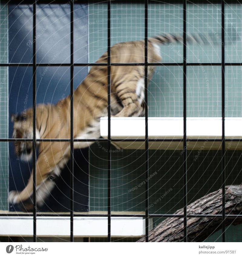 pixeltiger III Tiger Zoo Tier schlafen Käfig Gitter Trauer gefangen Pfote Umweltschutz Lebewesen Show Landraubtier Raubkatze maskulin Fell gefährlich bissig