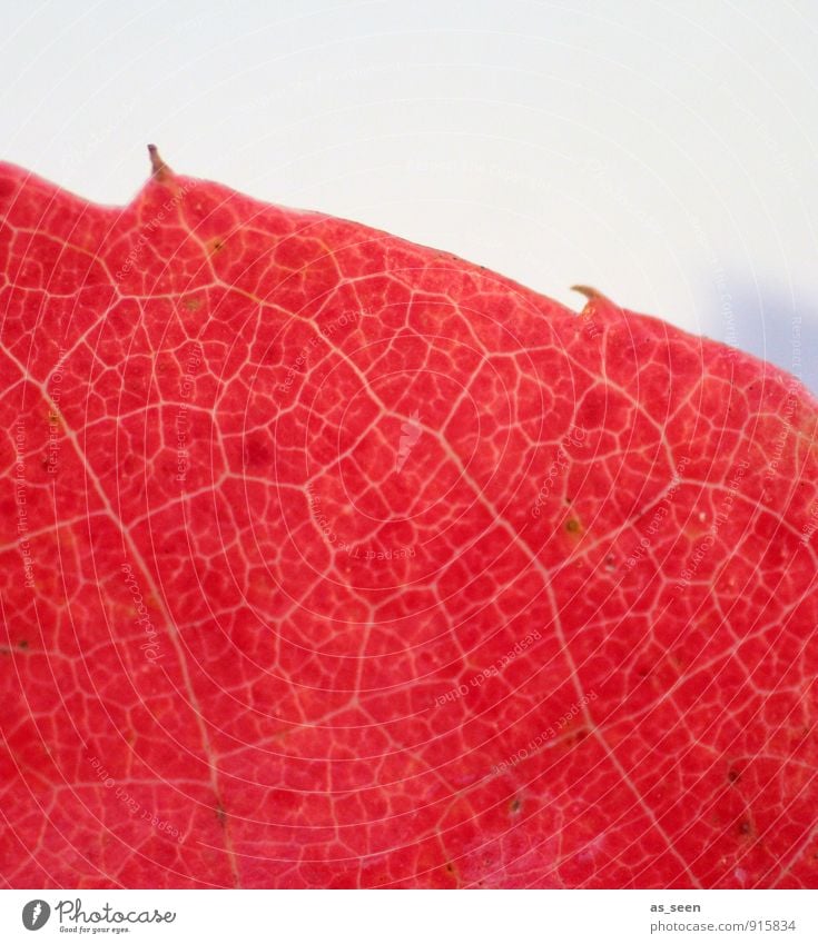 simply red Wellness Sinnesorgane ruhig Natur Pflanze Herbst Blatt Ahornblatt Blattadern Netzwerk Strukturen & Formen Wege & Pfade leuchten ästhetisch eckig