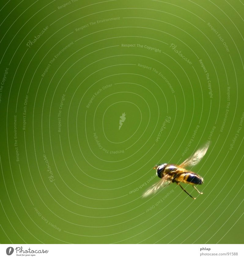 ...schweben in der Ecke Schwebfliege Insekt Schweben grün Frühling Sommer Garten Park Makroaufnahme Nahaufnahme Fliege fliegen Natur Flügel Beine