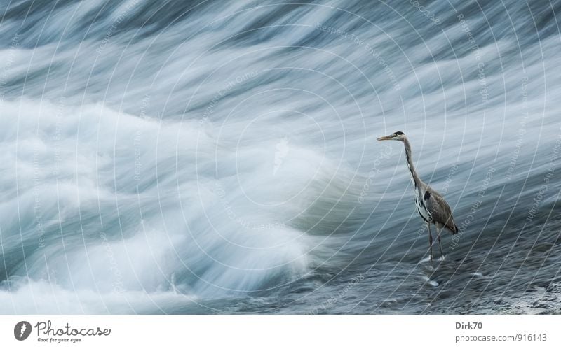 Geduld ist die Tugend des Jägers Wasser Wellen Küste Flussufer Po Wasserfall Stromschnellen Vogel Graureiher Reiher 1 Tier Jagd warten bedrohlich kalt blau gelb