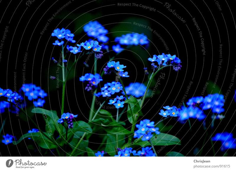 Vergiss mal nicht... Vergißmeinnicht Blume Frühling Blüte Wiese blau plfanze Natur nikon d40