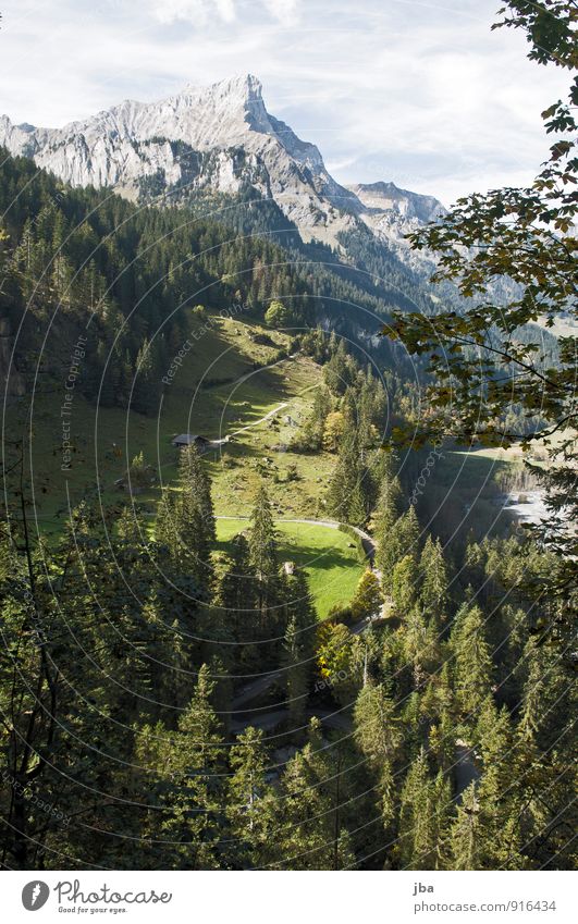 Griesalp / Tschingel Ferien & Urlaub & Reisen Tourismus Ausflug Sommer Berge u. Gebirge wandern Natur Herbst Schönes Wetter Tanne Ast Wald Felsen Alpen Gipfel