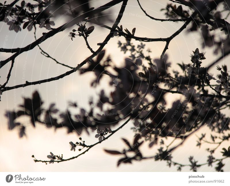 mystischer augenblick Abend Baum dunkel Blüte Frühling Mysterium Abenddämmerung Zweig Blütenzweig Momentaufnahme