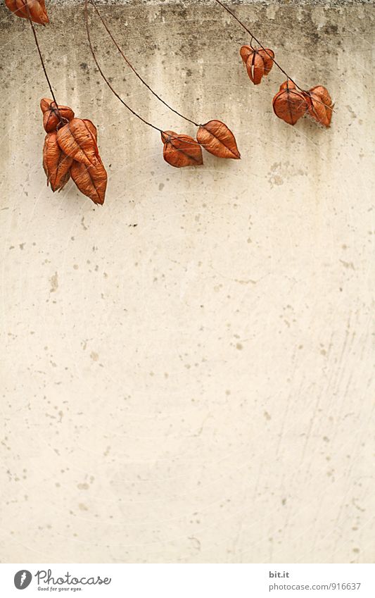 Klagemauer Natur Herbst Pflanze Mauer Wand Partnerschaft Herbstfärbung Herbstbeginn Farbfoto