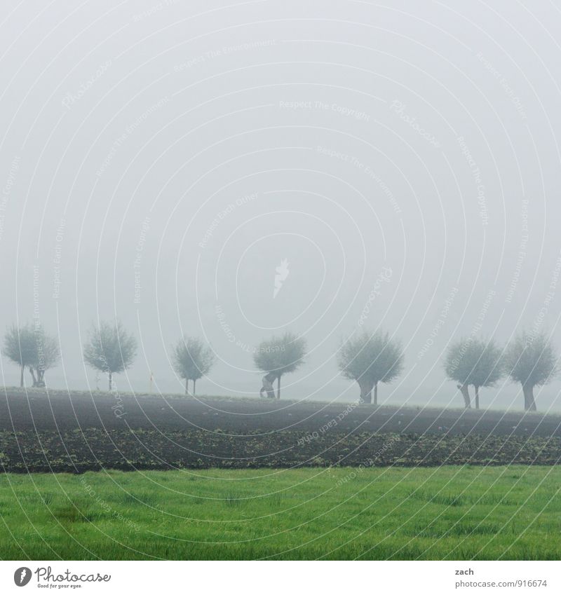 Brandenburg, benebelt Natur Landschaft Pflanze Erde Himmel Wolken Herbst schlechtes Wetter Nebel Baum Gras Feld dunkel braun grau grün Traurigkeit
