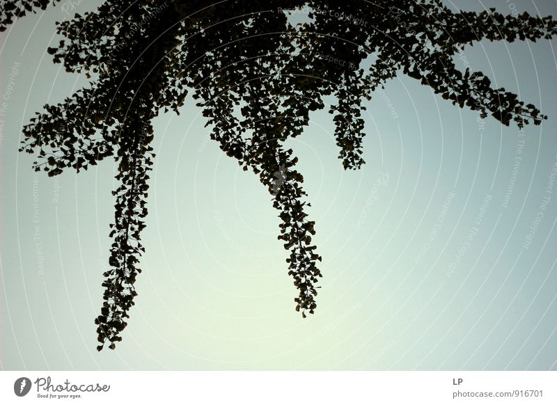 Ginko negru Umwelt Natur Pflanze Luft Himmel Baum Blatt Grünpflanze exotisch oben rebellisch grau schwarz skurril Simeria Schwarzweißfoto Außenaufnahme Muster