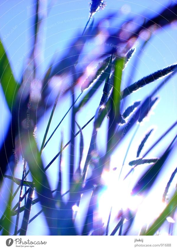Gegen-Licht-Gestalten I Gras grün Gegenlicht Allergiker Pflanze Wiese Frühling Wachstum glänzend Unschärfe Halm Stengel Ähren Bewegung Wind hauch blau Himmel