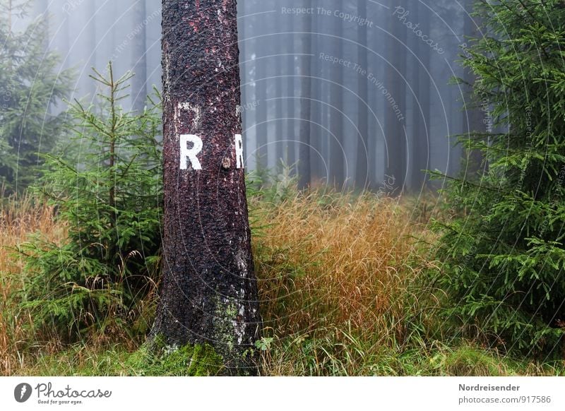 R Ferien & Urlaub & Reisen Tourismus Ausflug wandern Natur Landschaft Pflanze Herbst Klima Wetter schlechtes Wetter Nebel Baum Gras Wald Wege & Pfade Zeichen