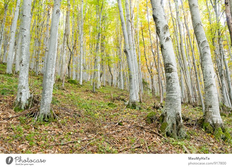 Wald Abenteuer Natur Landschaft Pflanze Herbst Wetter Nebel Regen Baum Blatt Einsamkeit Nicht-urbane Szene Mysterium Japanisches Herbstlaub Buche Märchen