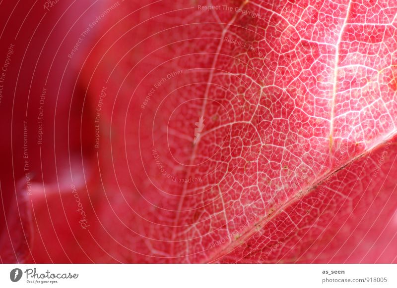 Netzwerk harmonisch ruhig Meditation Umwelt Natur Pflanze Herbst Klima Blatt Ahornblatt Laubwald Verkehr leuchten verblüht ästhetisch eckig natürlich schön