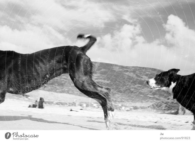 _ Das Ende vorm Anfang Bewegung verfolgen Hund Spielen laufen Säugetier Kraft rennen Verfolgung Jagd Beginn eines nach dem Anderen Dynamik