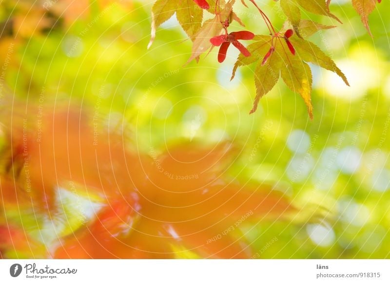 gegenüber.. Umwelt Natur Sonnenlicht Herbst Baum Blatt Grünpflanze Wildpflanze Japanischer Ahorn Garten Park einzigartig Vergänglichkeit Wandel & Veränderung