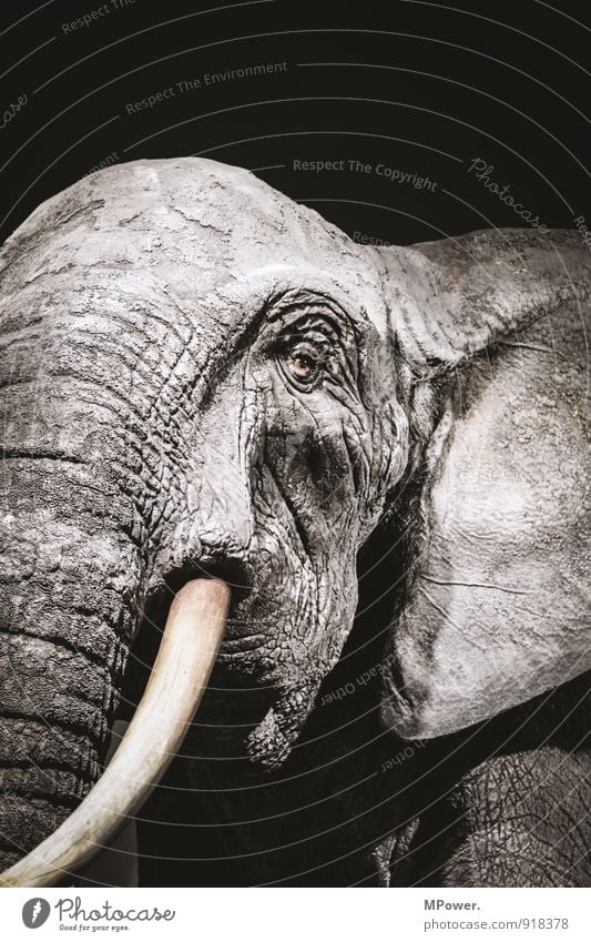 dickhäutig II 1 Tier alt Elefant Stoßzähne Auge Ohr Falte Hautfalten rau grau Traurigkeit Angesicht zu Angesicht bedrohlich Gedeckte Farben Nahaufnahme