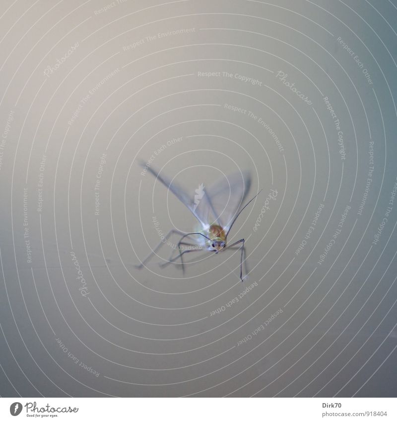Am seidenen Faden Umwelt Natur Tier Wildtier Totes Tier Fliege Insekt Taufliege Blattläuse 1 Schnur Netz Netzwerk Spinnennetz hängen klein braun grau schwarz