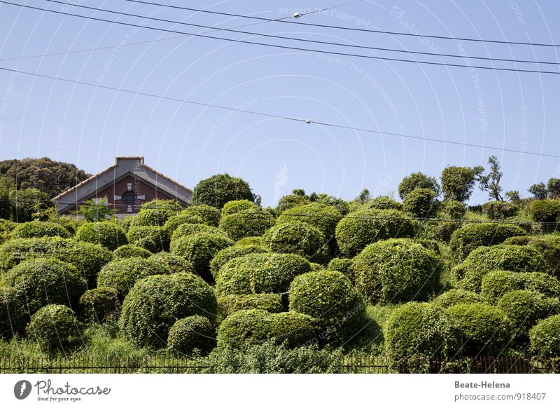 Asiatische Idylle unter Strom Technik & Technologie Energiewirtschaft Natur Himmel Sommer Schönes Wetter Baum Garten Park Hügel Japan Japanischer Garten Kyoto