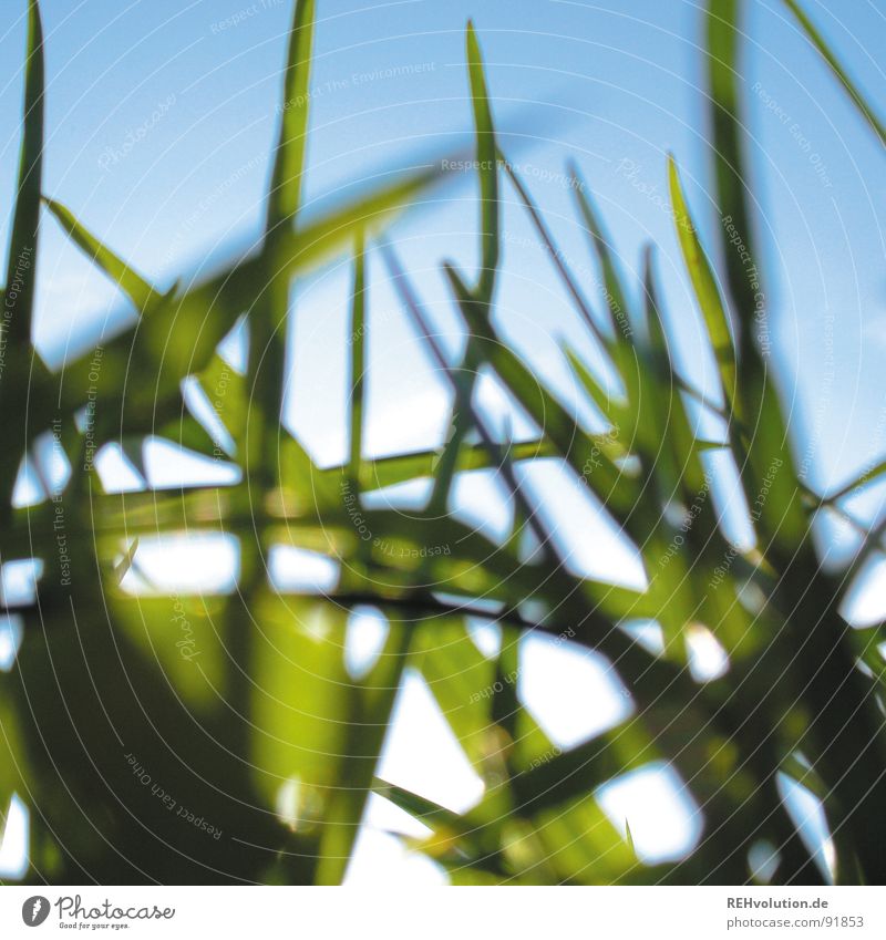 - kriech-tier-blick - Wiese Gras Halm Gegenlicht Unschärfe Froschperspektive frisch Sommer grün saftig Beleuchtung Sonne blau Himmel Käferperspektive