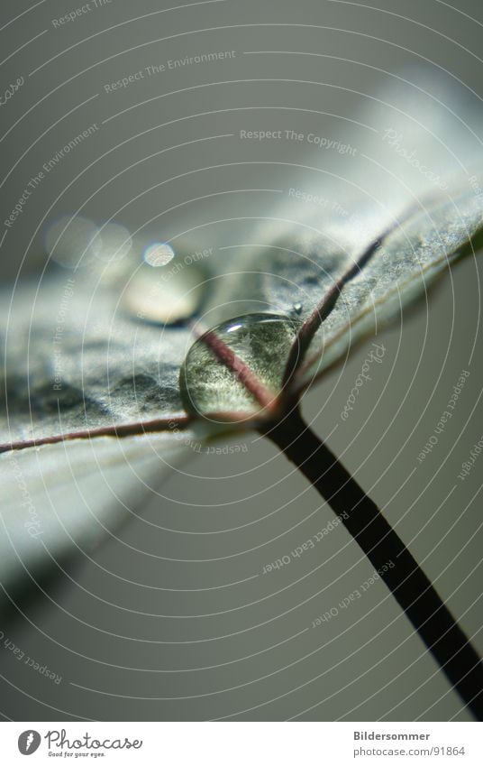 Drop Wassertropfen Blatt Natur Makroaufnahme grün Nahaufnahme Seil Tau dew morningsdew water leaf leaves