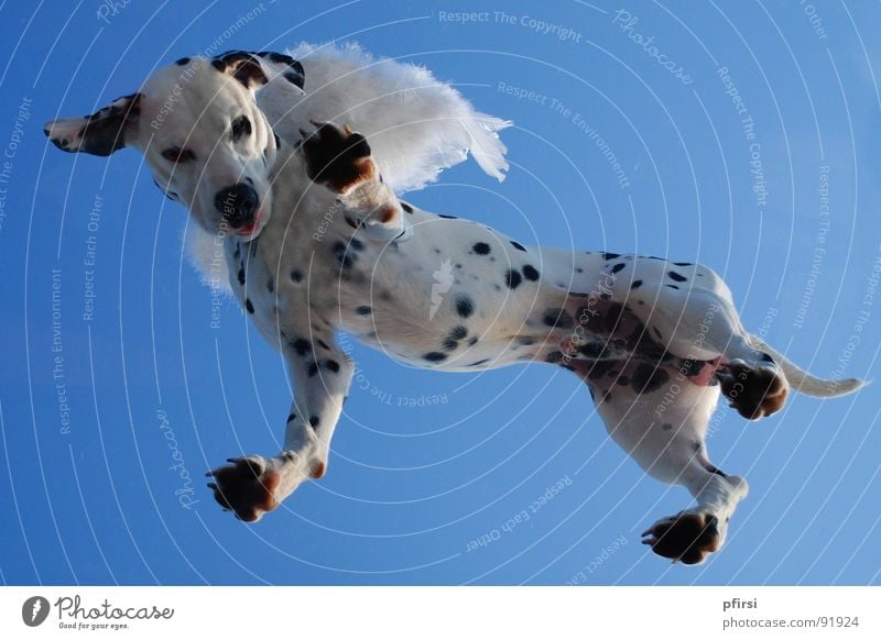 Flughund - 1 Hund Dalmatiner Dalmatien gepunktet getupft Froschperspektive weiß schwarz hängen Begleiter Säugetier dalmatian dalmation Punkt Fleck Himmel blau