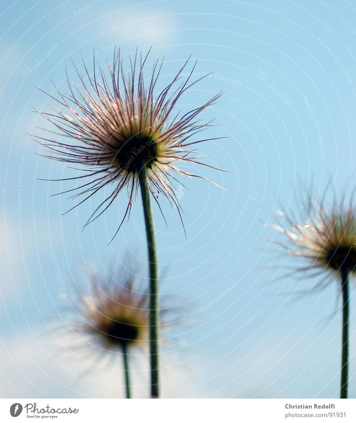 Pulsatilla verblüht Pflanze Blume Stauden Stengel Unschärfe Fortpflanzung pulsatilla Fruchstand Samen Nähgarn Himmel Sonneneinstrahlung