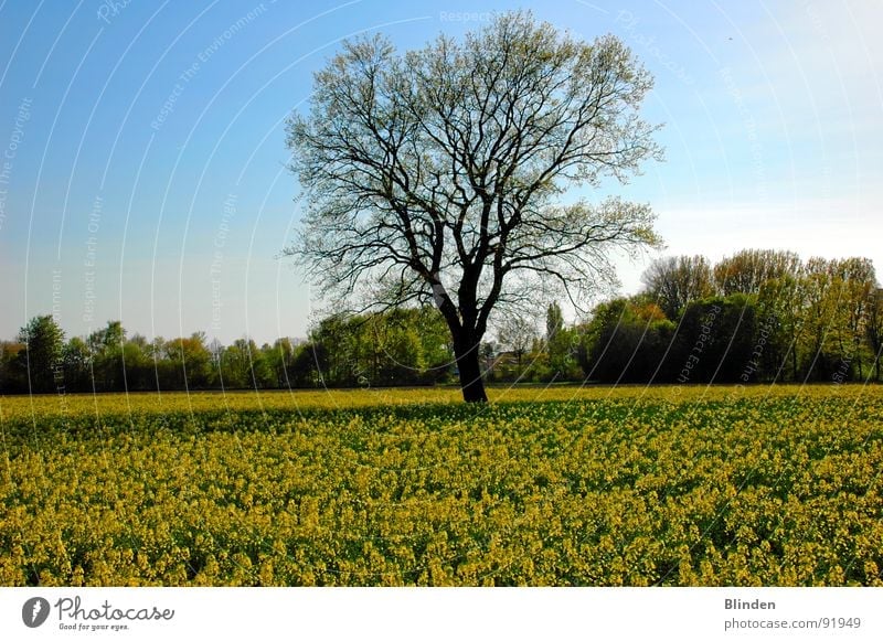Baum im Rapsfeld Frühling Blüte ruhig Natur Blauer Himmel Freiheit