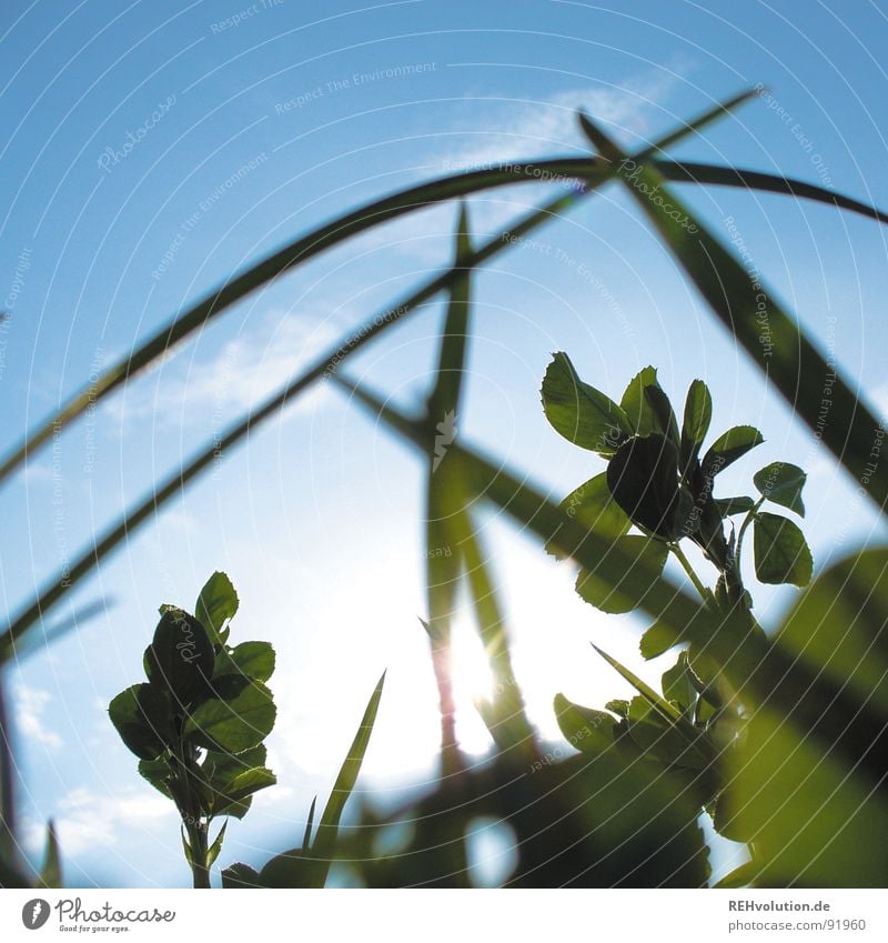 -krabbel-tier-aussicht- Wiese Gras Halm Gegenlicht Unschärfe Froschperspektive frisch Sommer grün saftig Beleuchtung Sonne blau Himmel Käferperspektive