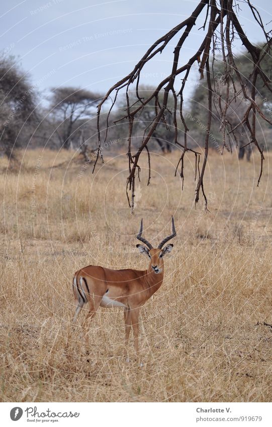 Blattschuss Natur Tier Ast Savanne Nationalpark Nationalpark Tarangire Tansania Afrika Wildtier Antilopen Impala 1 hören Blick stehen warten ästhetisch elegant