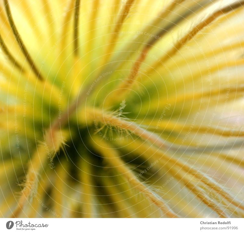 Pulsatilla ganz nah Fortpflanzung Pflanze Stengel Blume Unschärfe Stauden gelb Fruchstand Samen Nähgarn verblüht Sonneneinstrahlung Harre