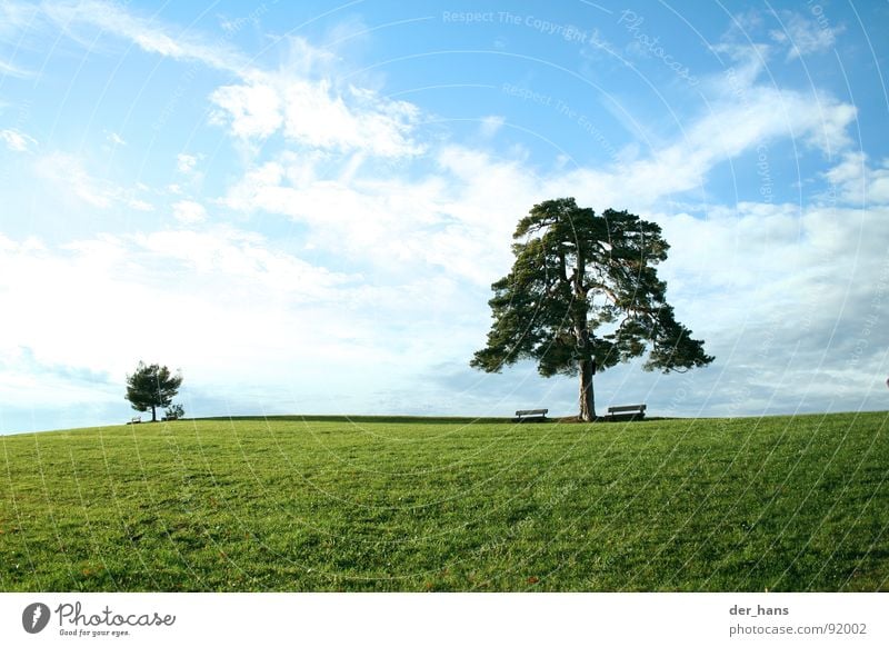 Der Größenunterschied Baum Wiese Sommer Landschaft Blauer Himmel Natur einheitlich