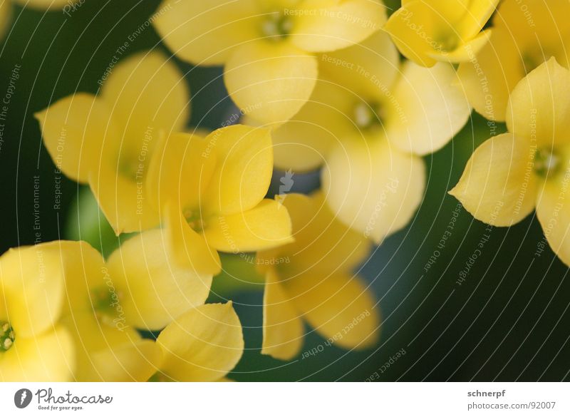 Gelb gelb Blume grün Pflanze Zimmerpflanze ruhig schön anmutend Gruß bestäuben Blüte harmonisch satt Kraft einfarbig diagonal mehrere Makroaufnahme 4 Frühling