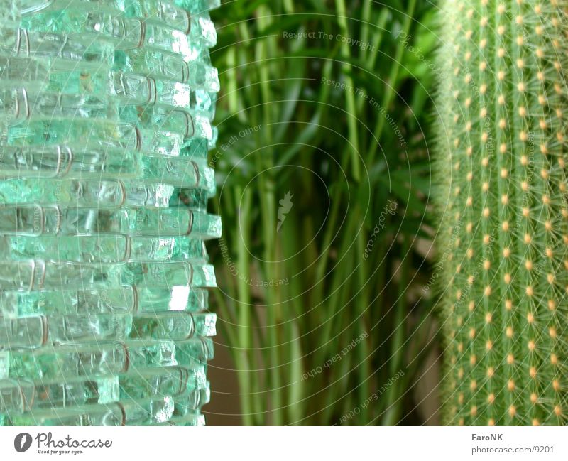 Drei Pflanze Palme Kaktus Makroaufnahme Nahaufnahme Glas