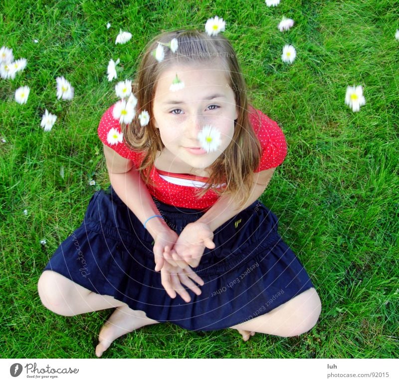 Sommerregen. 1 Gänseblümchen grün Gras Blume mehrfarbig Frühling süß weiß springen rot schwarz Fröhlichkeit Gesundheit Märchen fantastisch Kind Jugendliche
