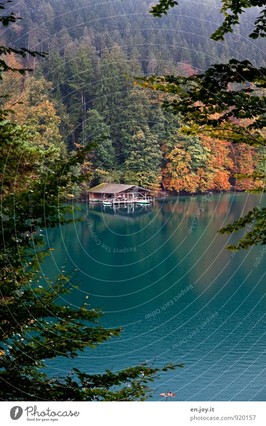 beobachten Ferien & Urlaub & Reisen Tourismus Ausflug Abenteuer Natur Landschaft Herbst Klima Wetter Wald See Alpsee entdecken Erholung grün orange türkis