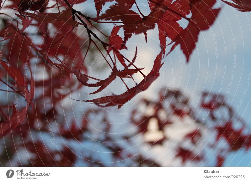 Herbstblätter Natur Blatt Wald blau rot ruhig Herbstlaub Außenaufnahme Makroaufnahme Textfreiraum unten Tag Froschperspektive