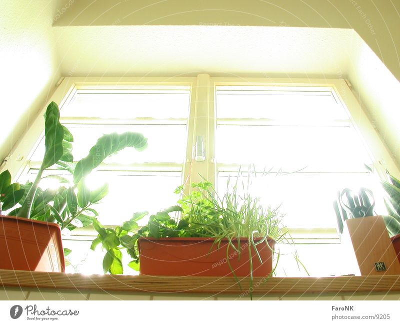 Fenster Küche Häusliches Leben Pflanze Glas Fensterscheibe