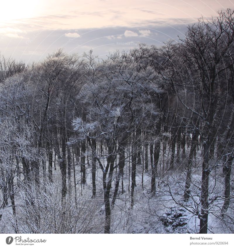 Winterwald Sonne Schnee Natur Landschaft Himmel Wolken Wetter Sträucher Wald kalt oben blau grau weiß Baumstamm Ast Jahreszeiten Tiefenschärfe bedeckt verträumt