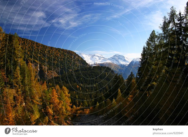 Das einzig Gute am Herbst ... Ferien & Urlaub & Reisen Berge u. Gebirge wandern Landschaft Himmel Wald Alpen Schneebedeckte Gipfel blau gelb gold Stimmung