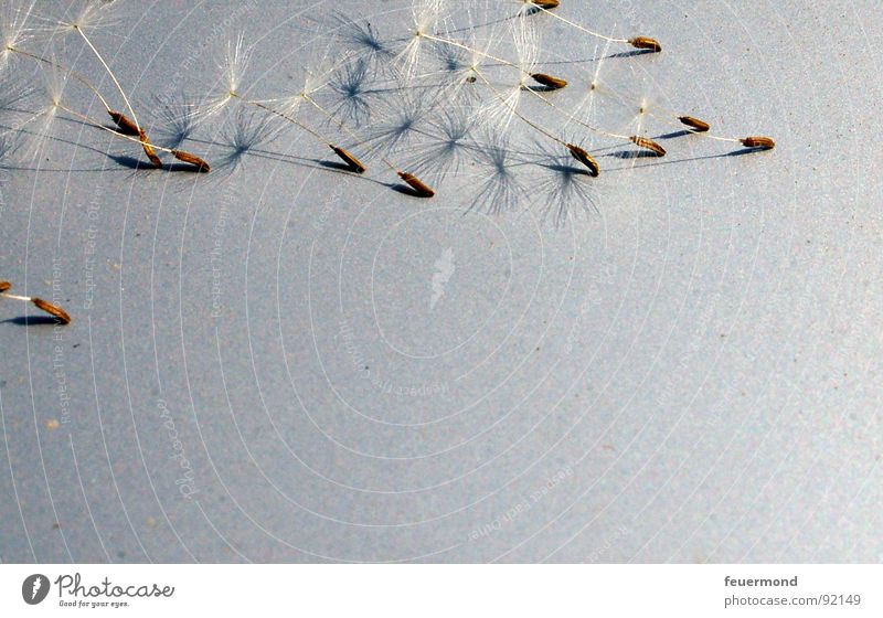 zum Flug bereit Löwenzahn Windböe Vergänglichkeit verbreiten zart Sommer Pflanze Fallschirm Fortpflanzung Samen fliegen davon Wege & Pfade