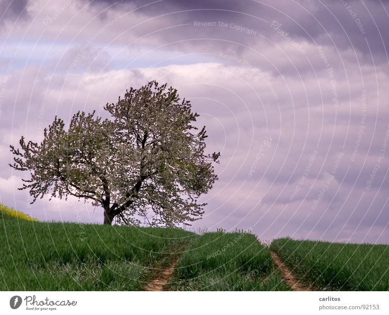 Wieder kein Beton II Feld Aussaat aufgehen Landwirtschaft Spuren Traktorspur Baum Obstbaum Blüte Wolken dunkel Frühling Getreide Raps am Bildrand Himmel