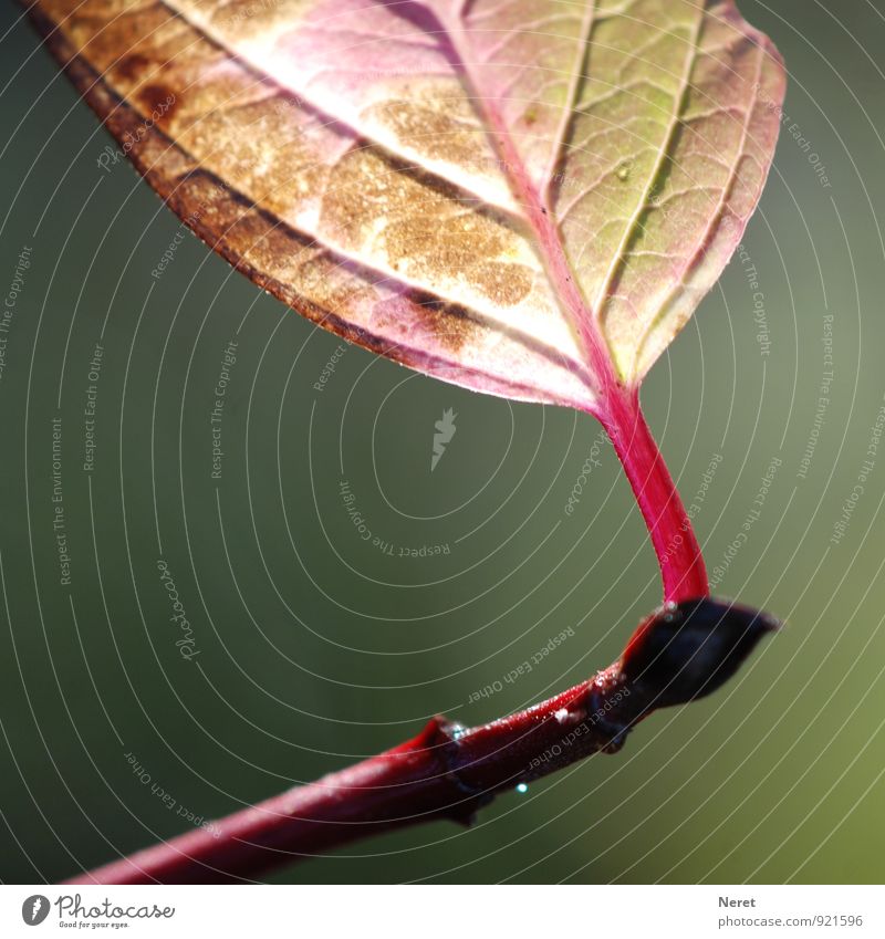 zwei Generationen Pflanze Herbst Blatt Blatt Hartriegel Zeichen Kreislauf alt Wachstum ästhetisch elegant braun rot Senior Natur Vergänglichkeit