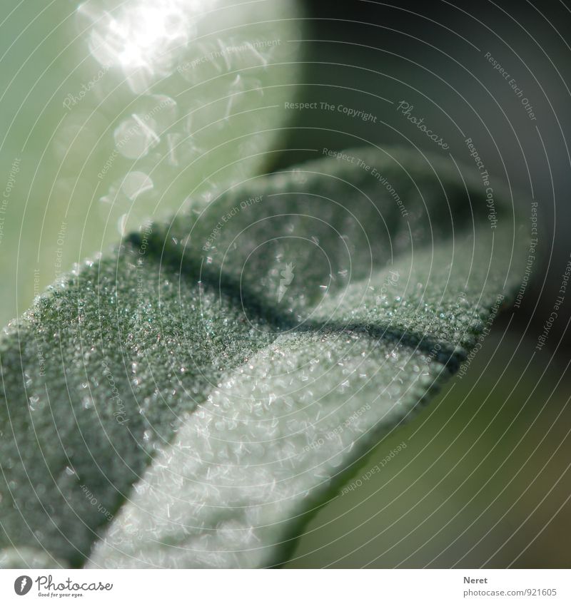 Salbeiblatt Natur Pflanze Blatt Kräuter & Gewürze Garten gegen Halsschmerzen atmen ästhetisch Gesundheit grün silber Heilmittel Farbfoto Gedeckte Farben