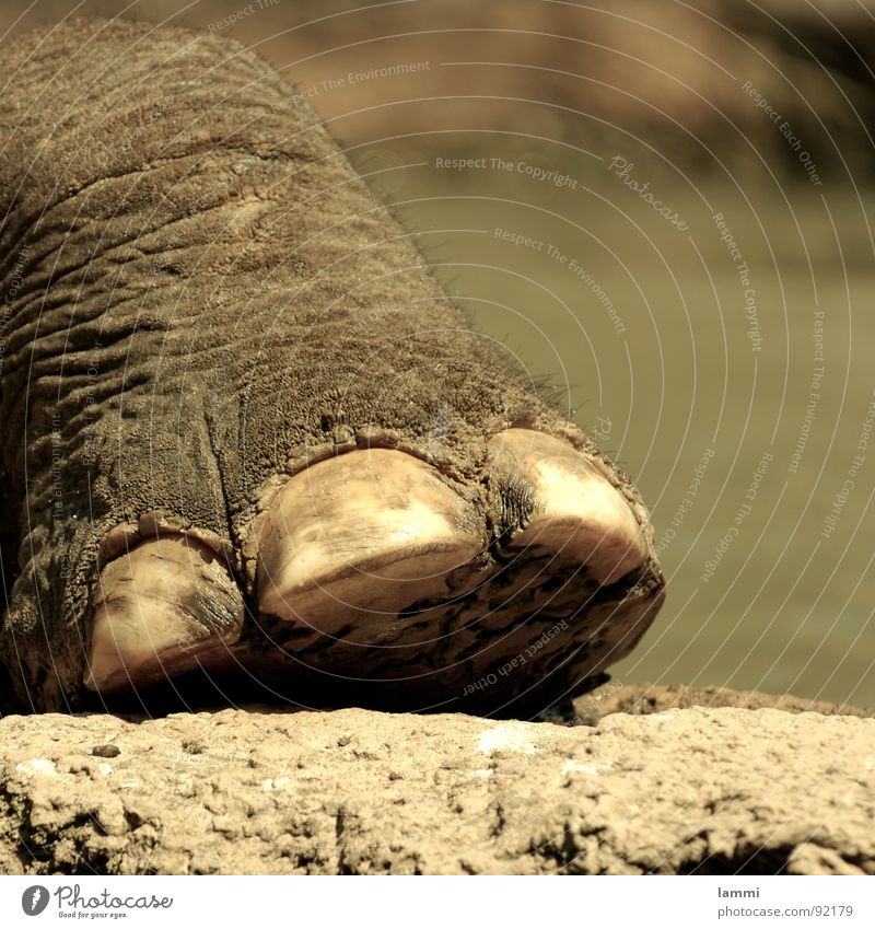 tritt mir nicht auf den Fuß Zoo Elefant Mauer Zehen Zehennagel groß Show Säugetier überblicken