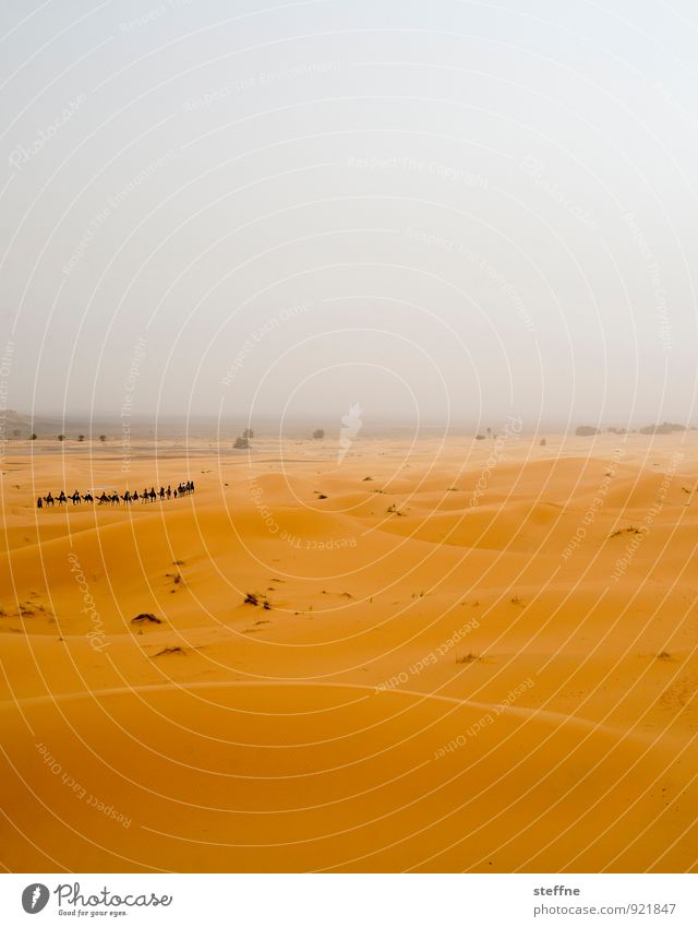 Wüste (3/10) Sand Düne Wärme Ferien & Urlaub & Reisen Tourismus Naher und Mittlerer Osten Arabien Sahara 100 und eine Nacht Marokko Algerien Tunesien Abenteuer
