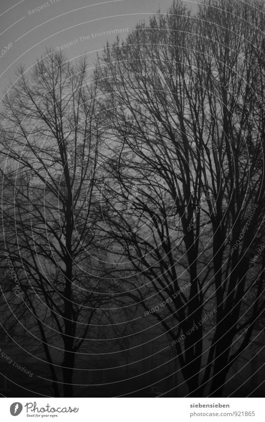 FINSTERWORLD Natur Tier Nachthimmel Winter schlechtes Wetter Nebel Baum Wald bedrohlich dunkel fantastisch gruselig kalt schwarz Kraft Trauer bizarr Einsamkeit