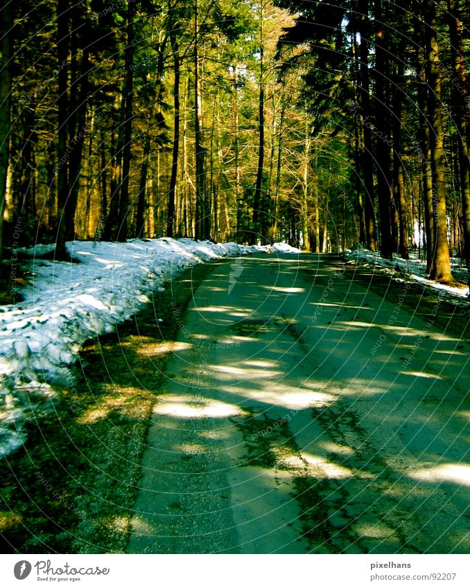 in the forest... Winter Schnee Baum Wald Straße alt kalt braun grün weiß Lichtspiel Straßenrand Farbfoto Lichtfleck Menschenleer
