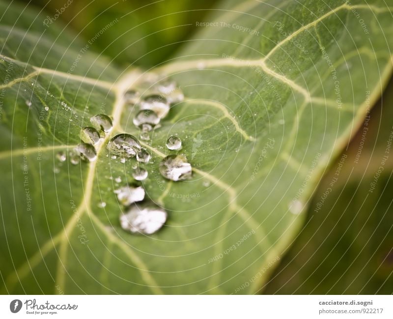 Nach dem Regen Natur Pflanze Wassertropfen Blatt Grünpflanze Wildpflanze fangen authentisch einfach exotisch Flüssigkeit Zusammensein glänzend klein nah nass
