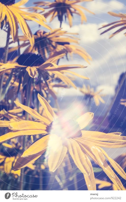 Geblendet Sommer Pflanze Blüte Sonnenhut gruselig trashig trist gelb Reflexion & Spiegelung Farbfoto Gedeckte Farben Außenaufnahme Nahaufnahme Experiment