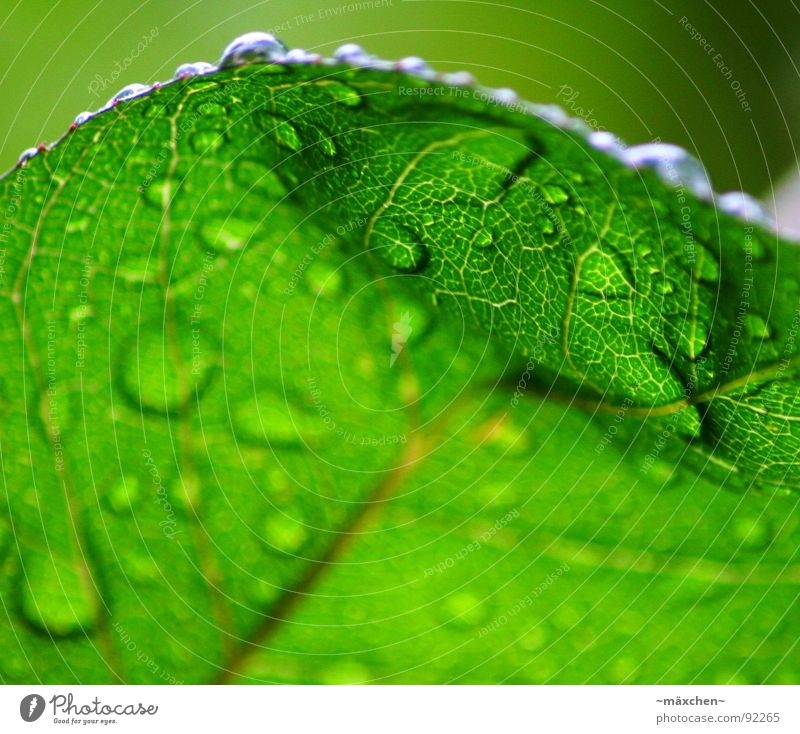 raindrops I Regen Blatt Gefäße grün Erfrischung Kühlung feucht nass glänzend rund eckig knallig mehrfarbig Baum Pflanze Frühling Wasser water